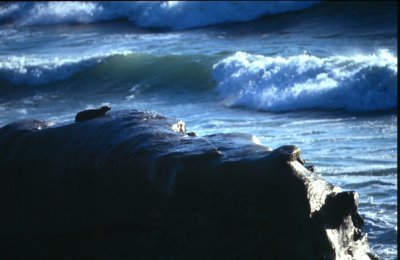 Victor Diaz: "A Seal on Bird Rock"