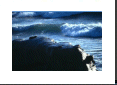 Victor Diaz: "A Seal on Bird Rock"