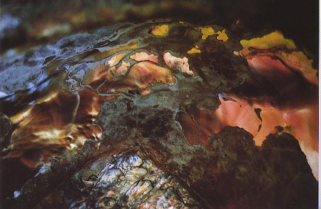 "Abalone Shell, California, 1970"