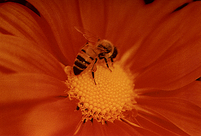 "Bee on Flower"