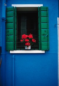 Mario Castillo: "Window Flowers"
