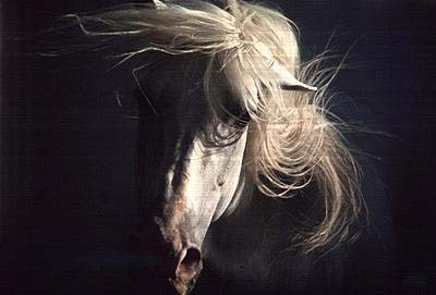 Robert Vavra: "HORSE OF THE WAVES"