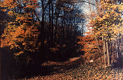 Howard Armstrong: "Autumn in Pennsylvania 2"
