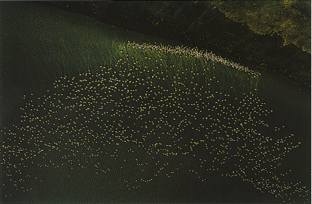 "Aerial Flamingos, Kenya, 1970"