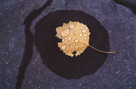 "Wet Leaf, Vermont, 1969"