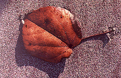 "Leaf on Sand"