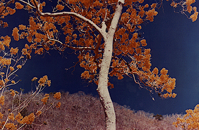 "Primavera Tree"