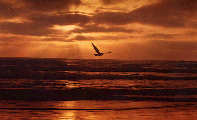 "Sunset Bird